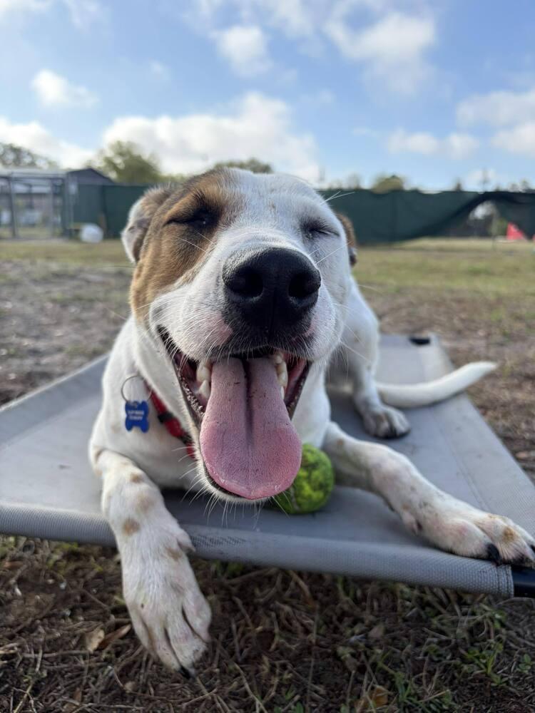 Enlarge Frosty Snowball, a Adoptable mixed breed in Seminole, FL image 5/6