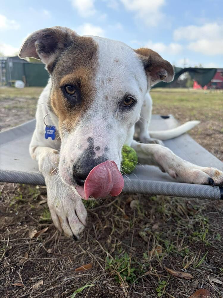 Enlarge Frosty Snowball, a Adoptable mixed breed in Seminole, FL image 6/6