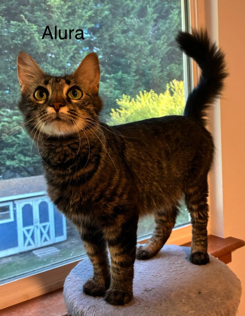 Enlarge Alura, a Adoptable mixed breed in Shelton, WA image 1/2