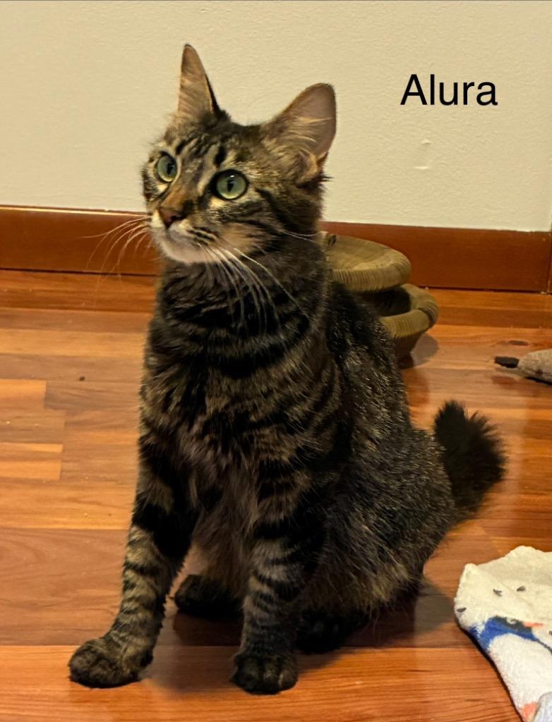 Enlarge Alura, a Adoptable mixed breed in Shelton, WA image 2/2