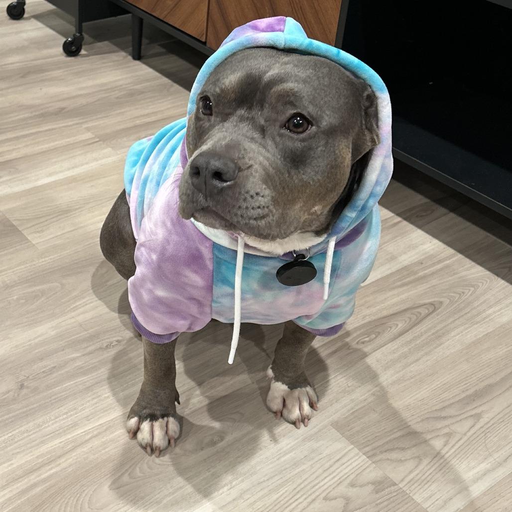 Enlarge Beanie, a Adoptable Pit Bull Terrier in Yucaipa, CA image 1/4