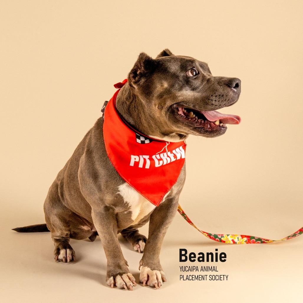 Enlarge Beanie, a Adoptable Pit Bull Terrier in Yucaipa, CA image 2/6