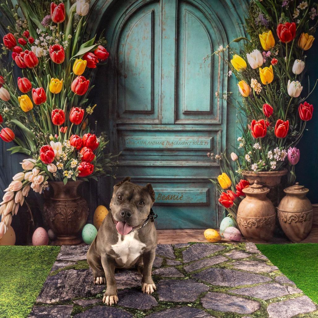 Enlarge Beanie, a Adoptable Pit Bull Terrier in Yucaipa, CA image 2/4