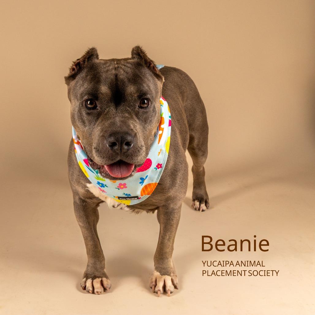 Enlarge Beanie, a Adoptable Pit Bull Terrier in Yucaipa, CA image 3/4