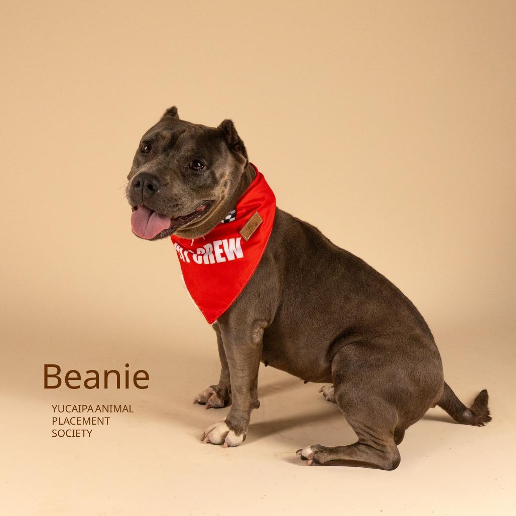 Enlarge Beanie, a Adoptable Pit Bull Terrier in Yucaipa, CA image 4/4