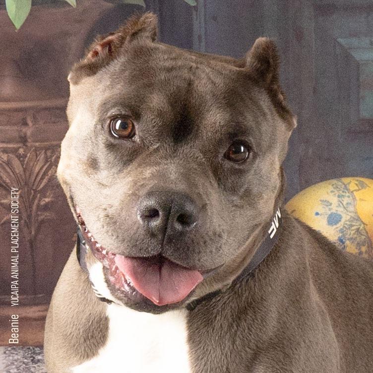 Enlarge Beanie, a Adoptable Pit Bull Terrier in Yucaipa, CA image 6/6