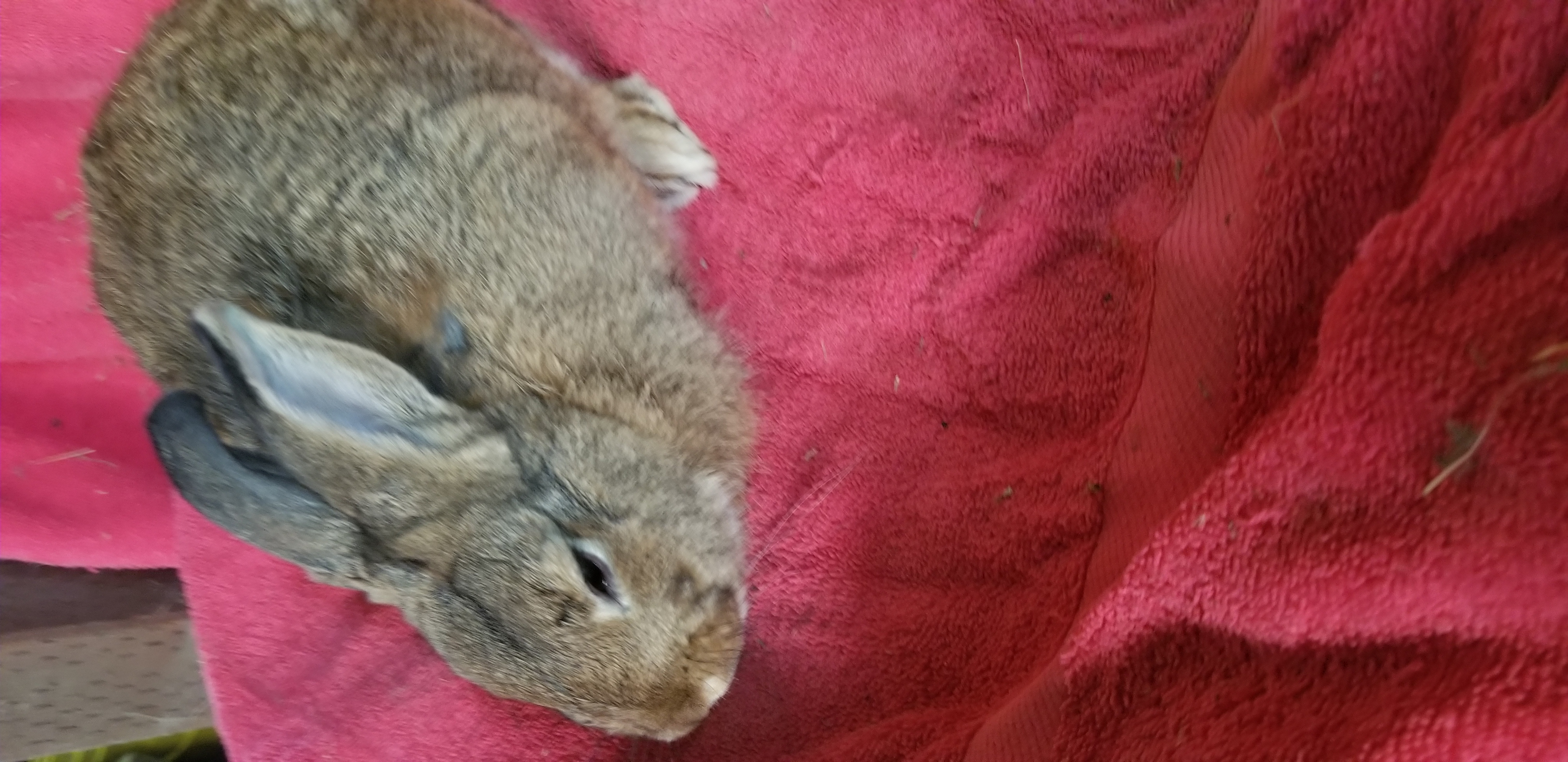Bonker, a Adoptable Bunny Rabbit in Modesto, CA image 3/3