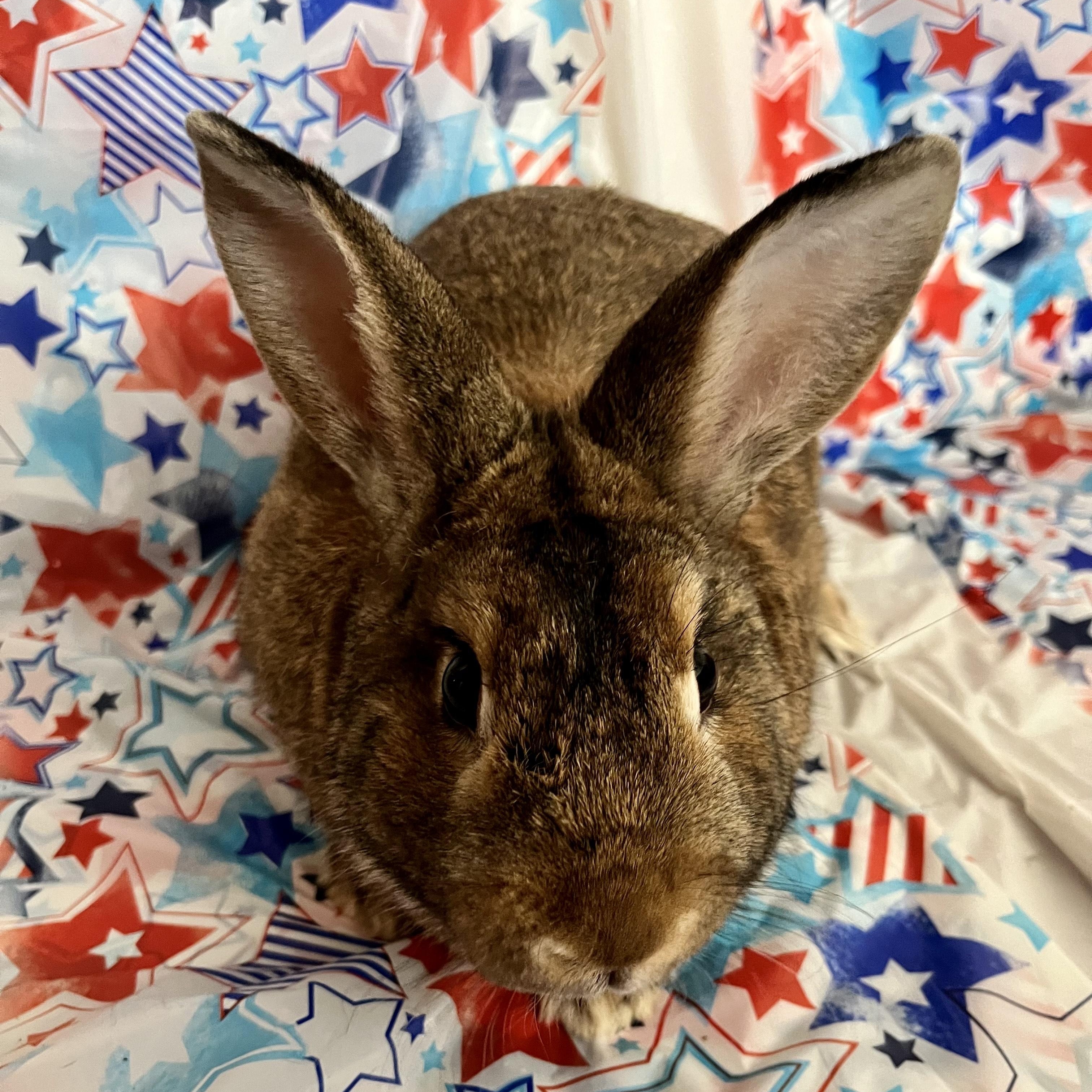 Bonker, a Adoptable Bunny Rabbit in Modesto, CA image 2/3