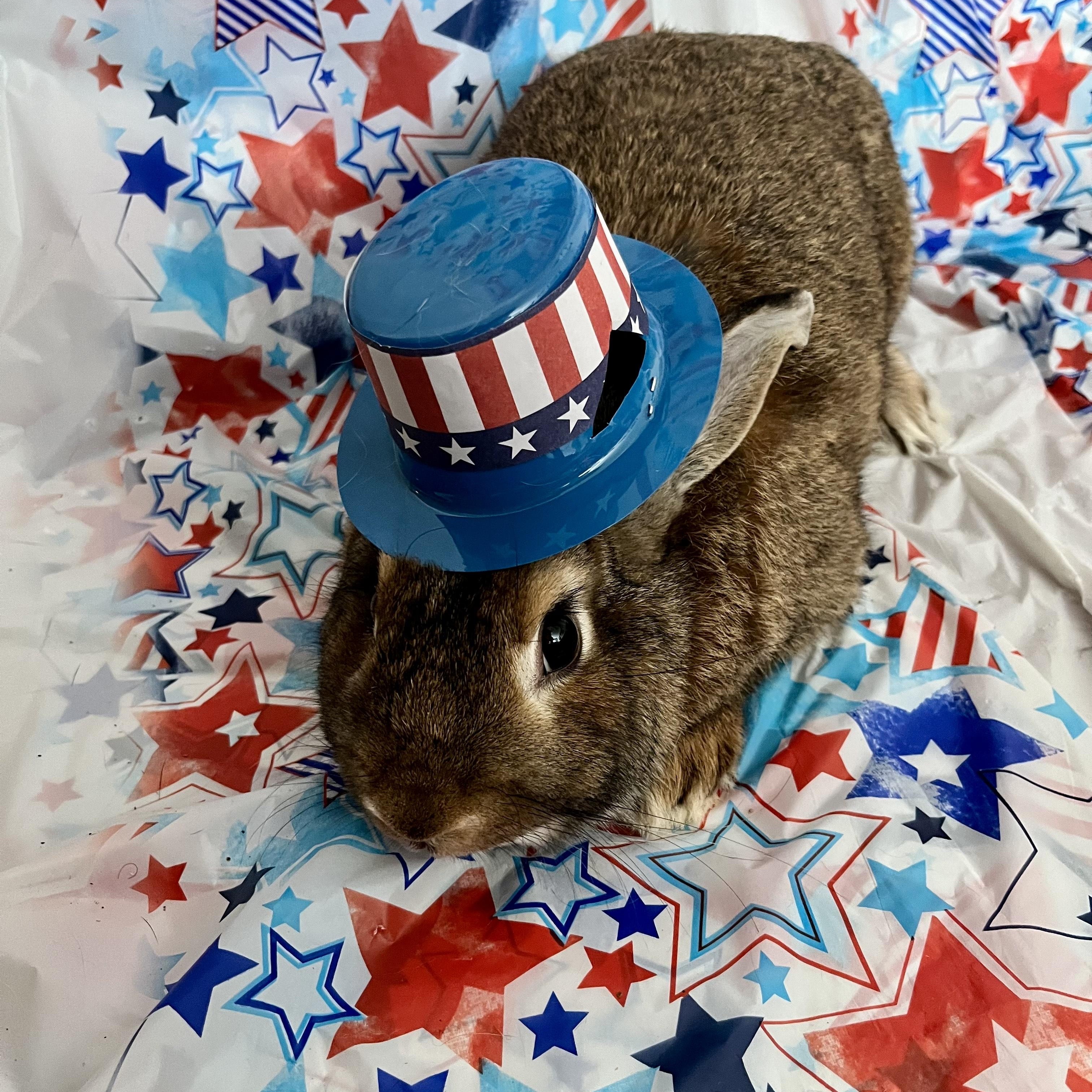 Bonker, a Adoptable Bunny Rabbit in Modesto, CA image 1/3