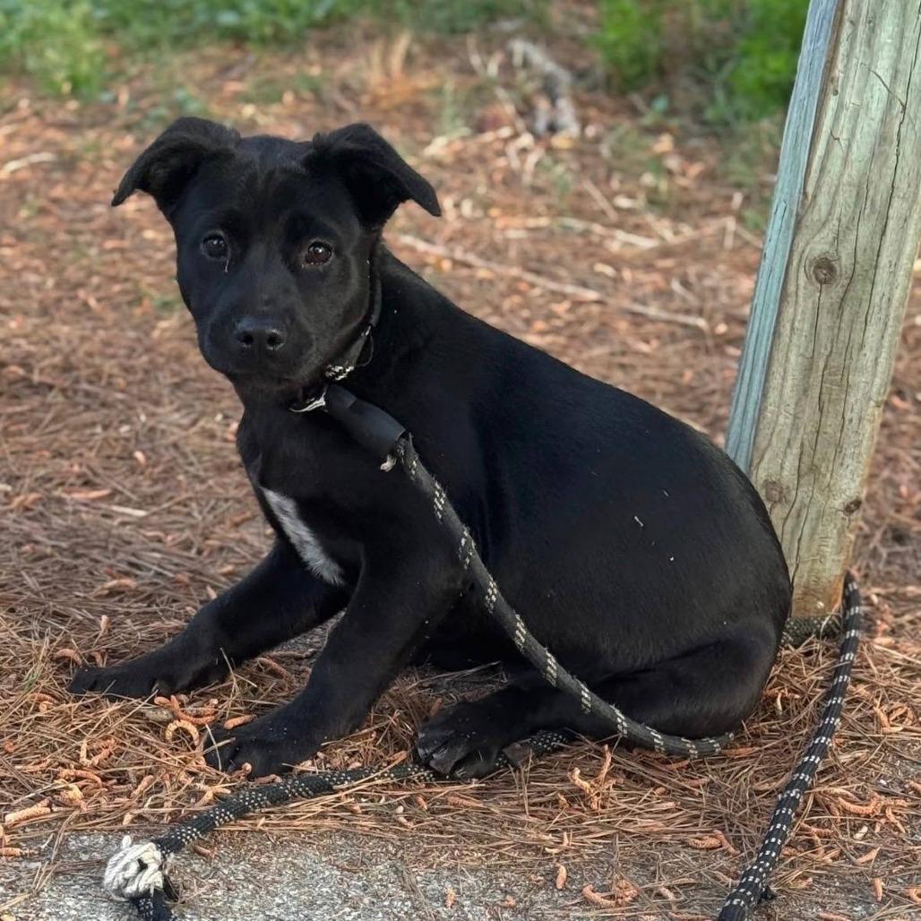 Kinsley, Adoptable, Puppy Female Mixed Breed & Mixed Breed.