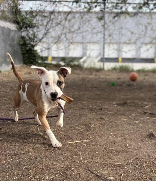 Enlarge Iga, an adopted Pit Bull Terrier in Chicago, IL image 3/5