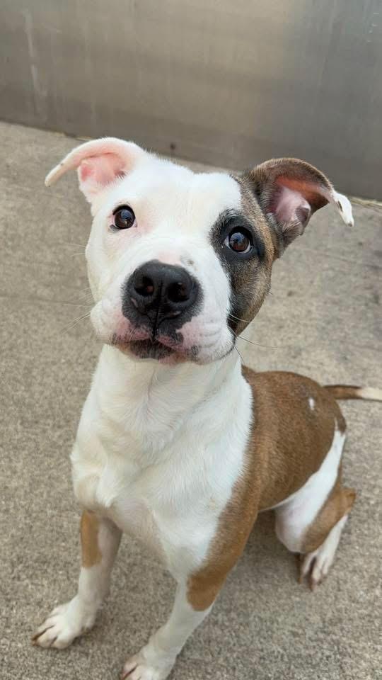 Enlarge Iga, an adopted Pit Bull Terrier in Chicago, IL image 4/5