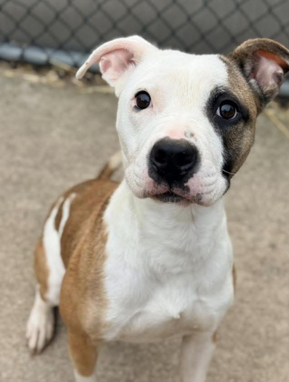 Enlarge Iga, an adopted Pit Bull Terrier in Chicago, IL image 1/5