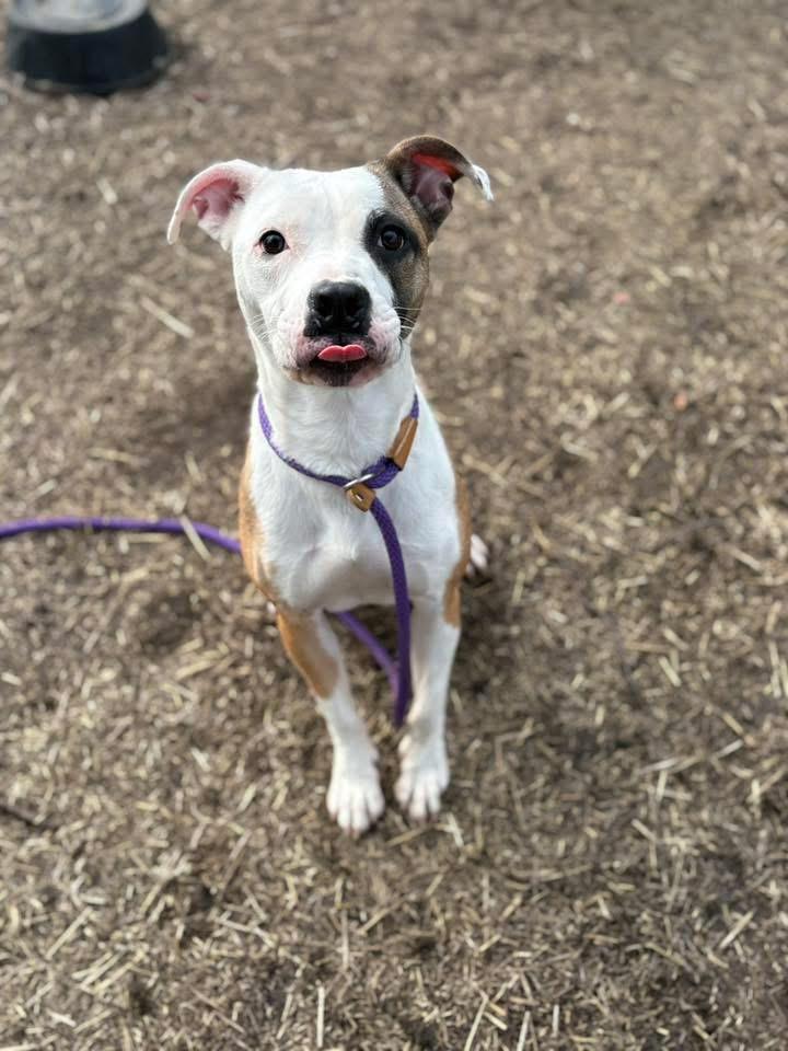 Enlarge Iga, an adopted Pit Bull Terrier in Chicago, IL image 2/5
