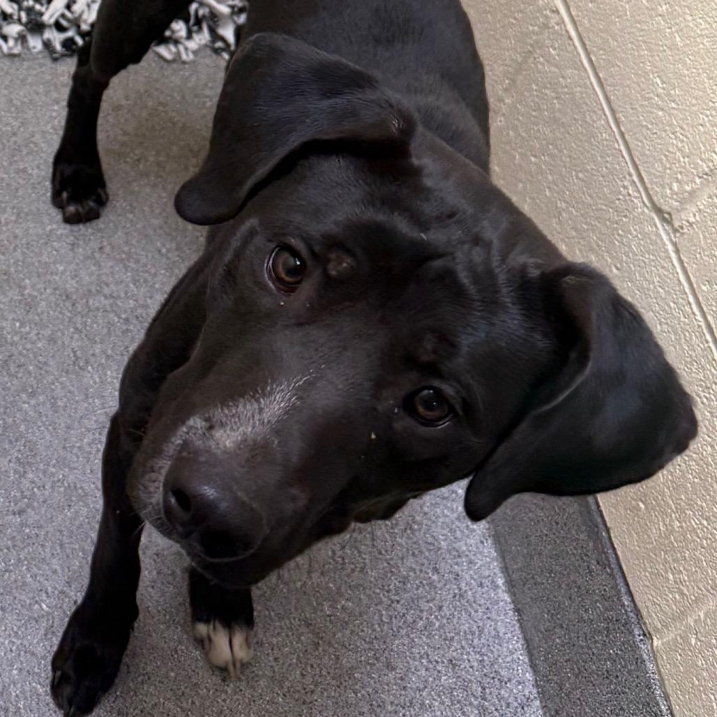 Asher, Adoptable, Young Male Mixed Breed.