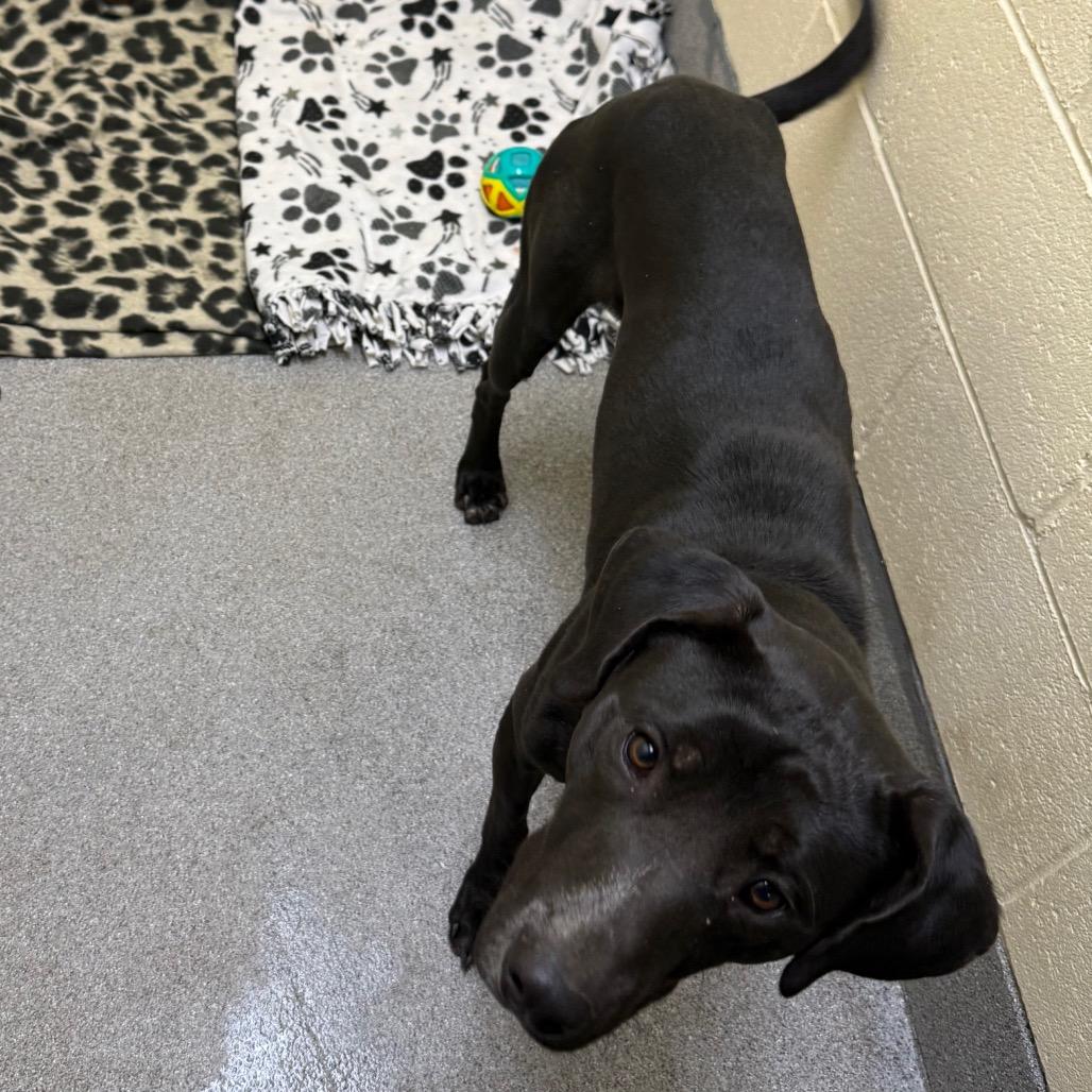 Enlarge Asher, a Adoptable Mixed Breed in Cedaredge, CO image 2/2