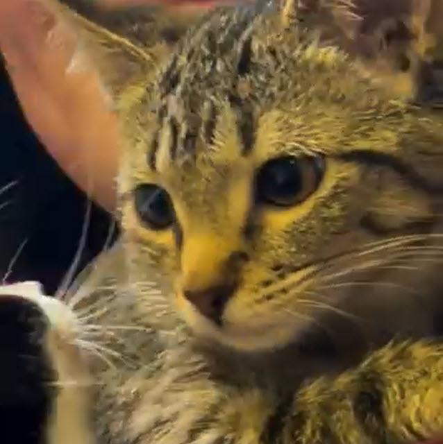 Barbie (bonded w/Dolly), adopted, Kitten Male Domestic Short Hair.