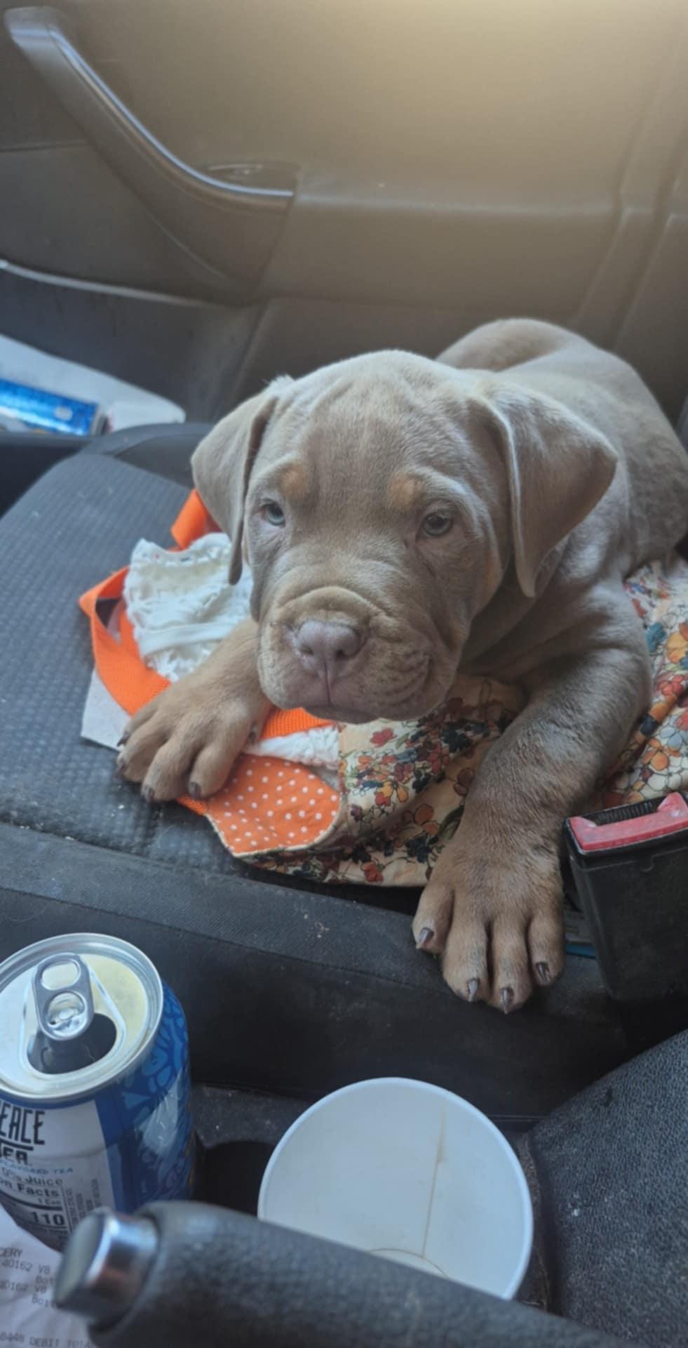 Bubba