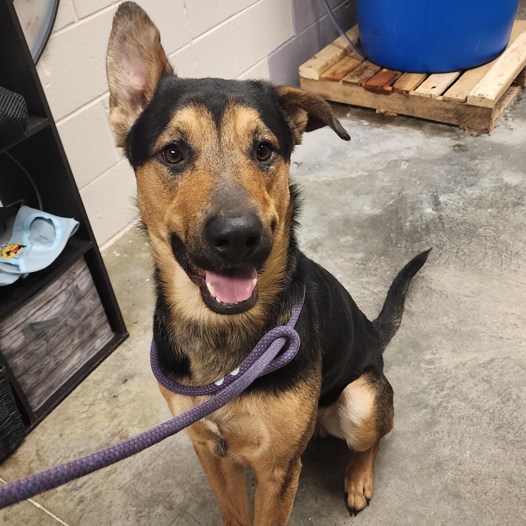 Enlarge T-Bo, a Adoptable mixed breed in Manhattan, KS image 1/2