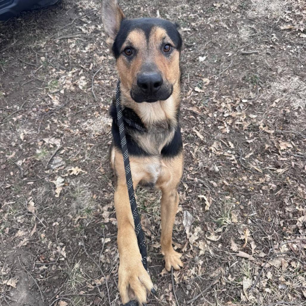 Enlarge T-Bo, a Adoptable mixed breed in Manhattan, KS image 2/2