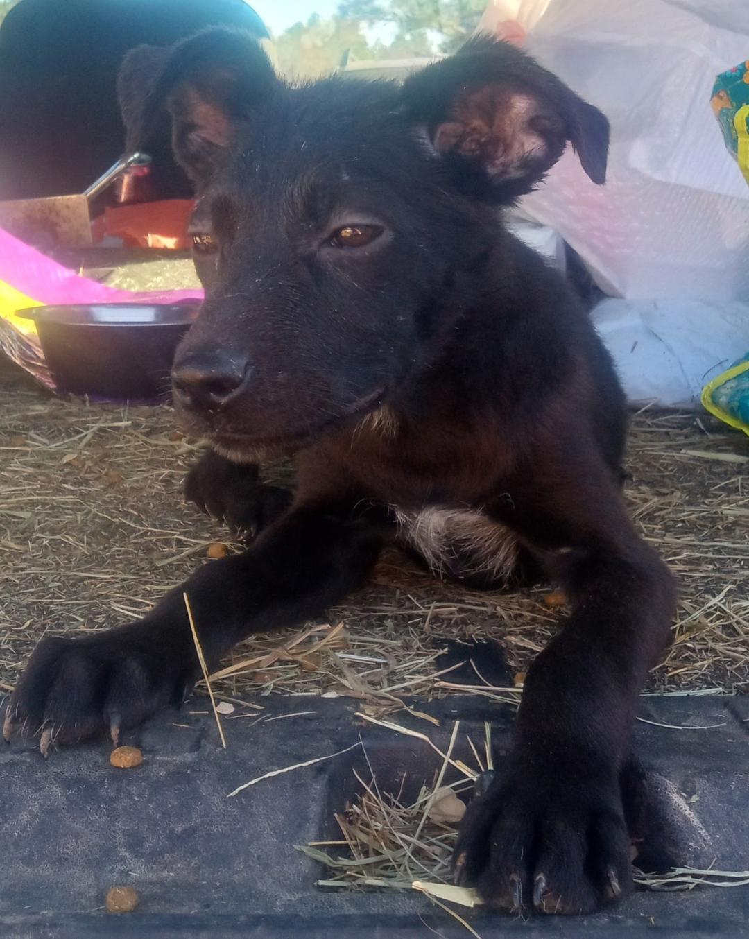 Enlarge Flower, a Adoptable mixed breed in Mena, AR image 1/4