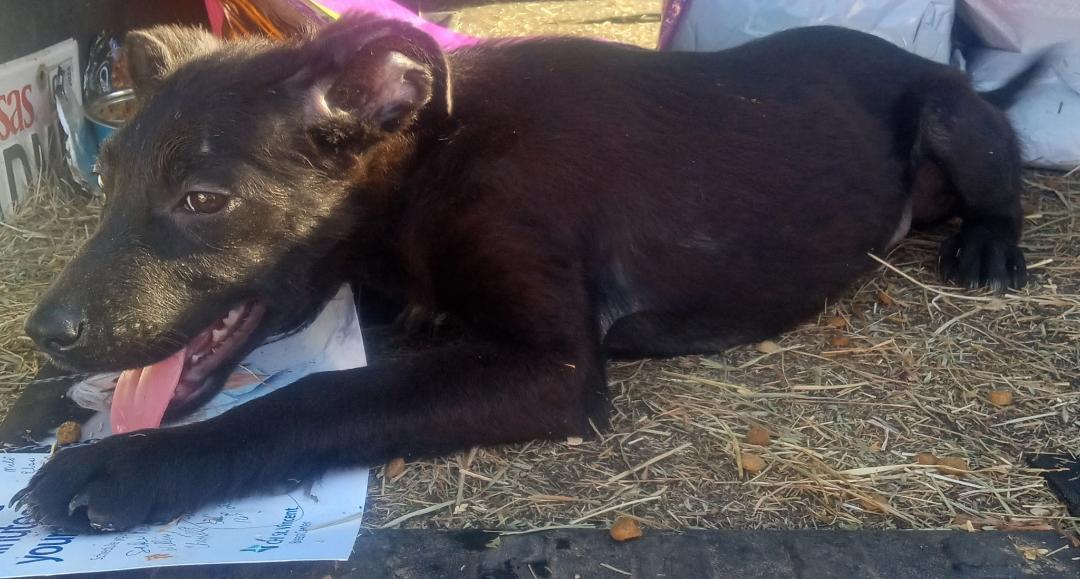 Enlarge Flower, a Adoptable mixed breed in Mena, AR image 2/4