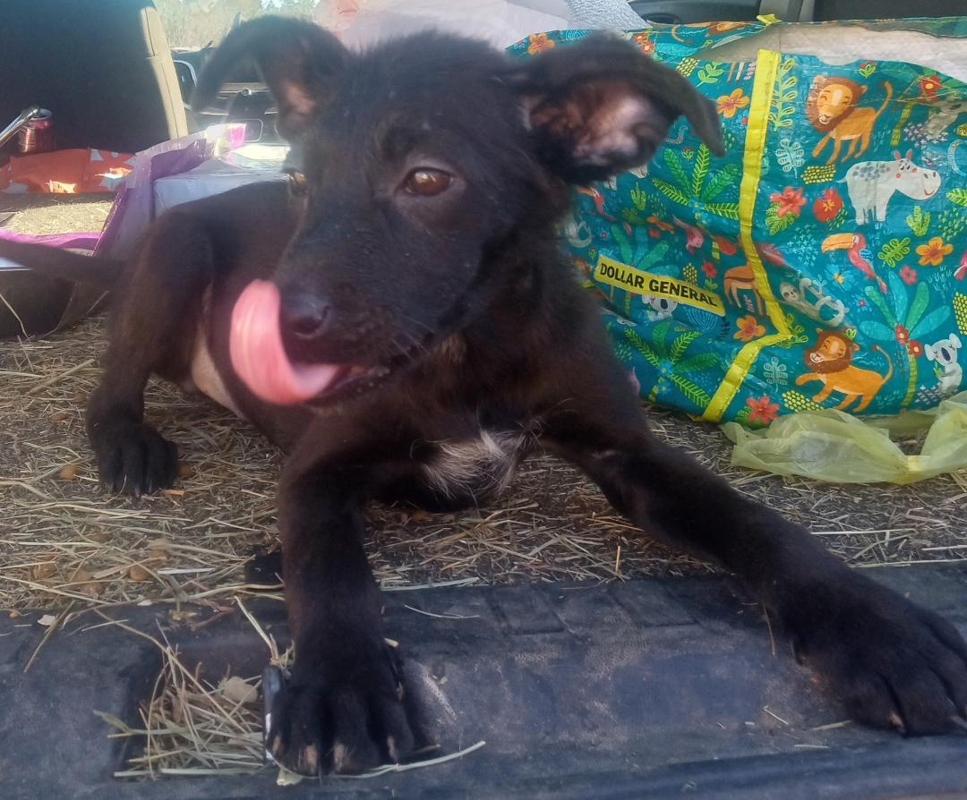 Enlarge Flower, a Adoptable mixed breed in Mena, AR image 3/4