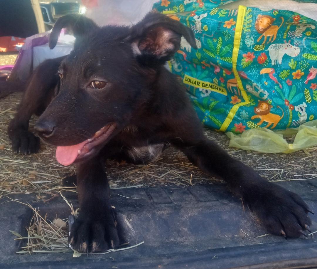 Enlarge Flower, a Adoptable mixed breed in Mena, AR image 4/4