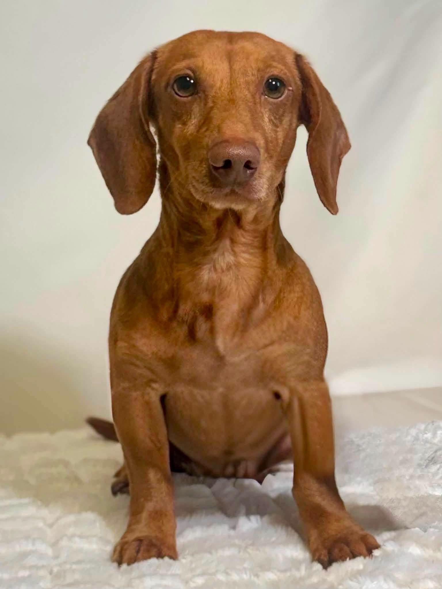 Enlarge Corndog, an adopted Dachshund in New Stanton, PA image 1/1