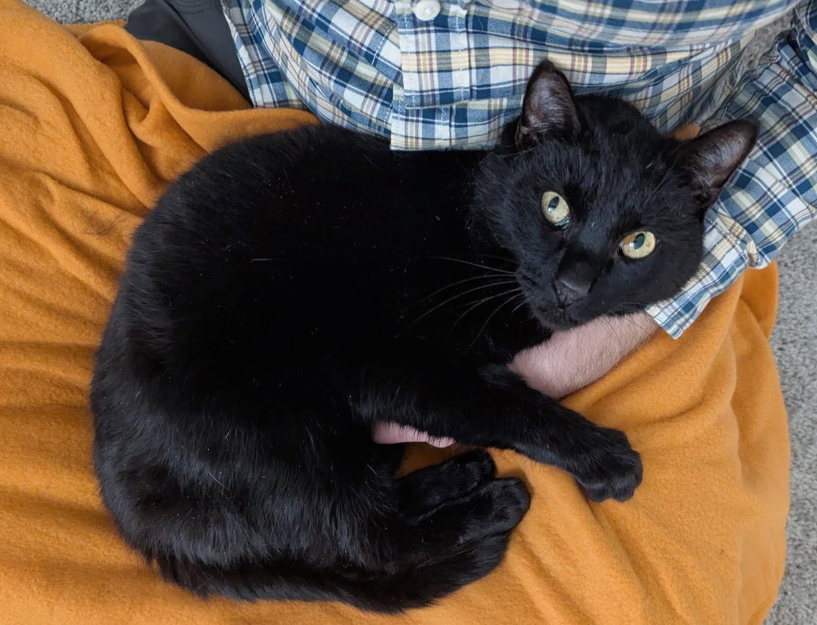 Enlarge Salem, a Adoptable Domestic Short Hair in Reston, VA image 1/3