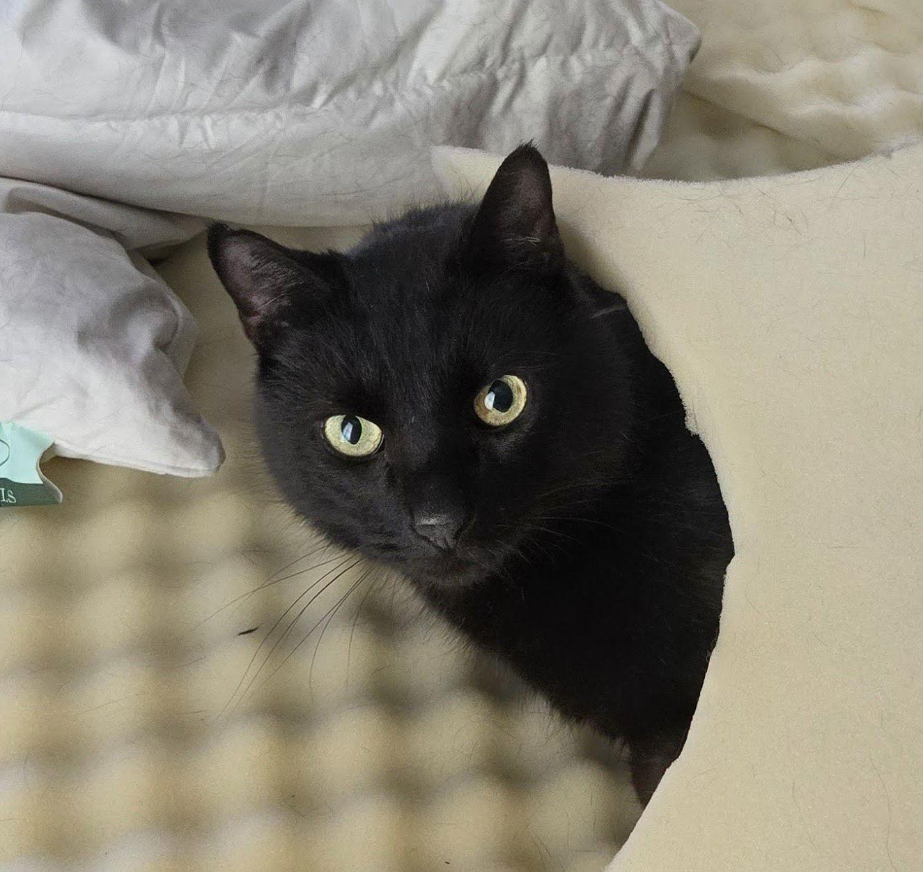 Enlarge Salem, a Adoptable Domestic Short Hair in Reston, VA image 2/3