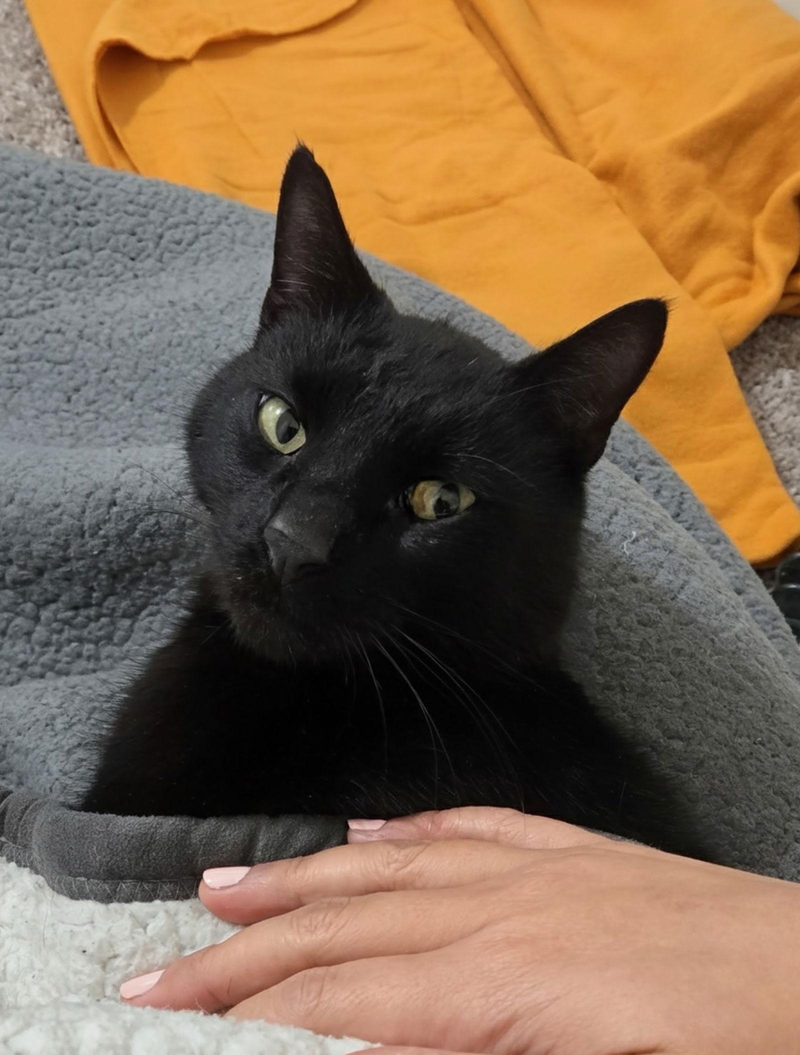 Enlarge Salem, a Adoptable Domestic Short Hair in Reston, VA image 3/3