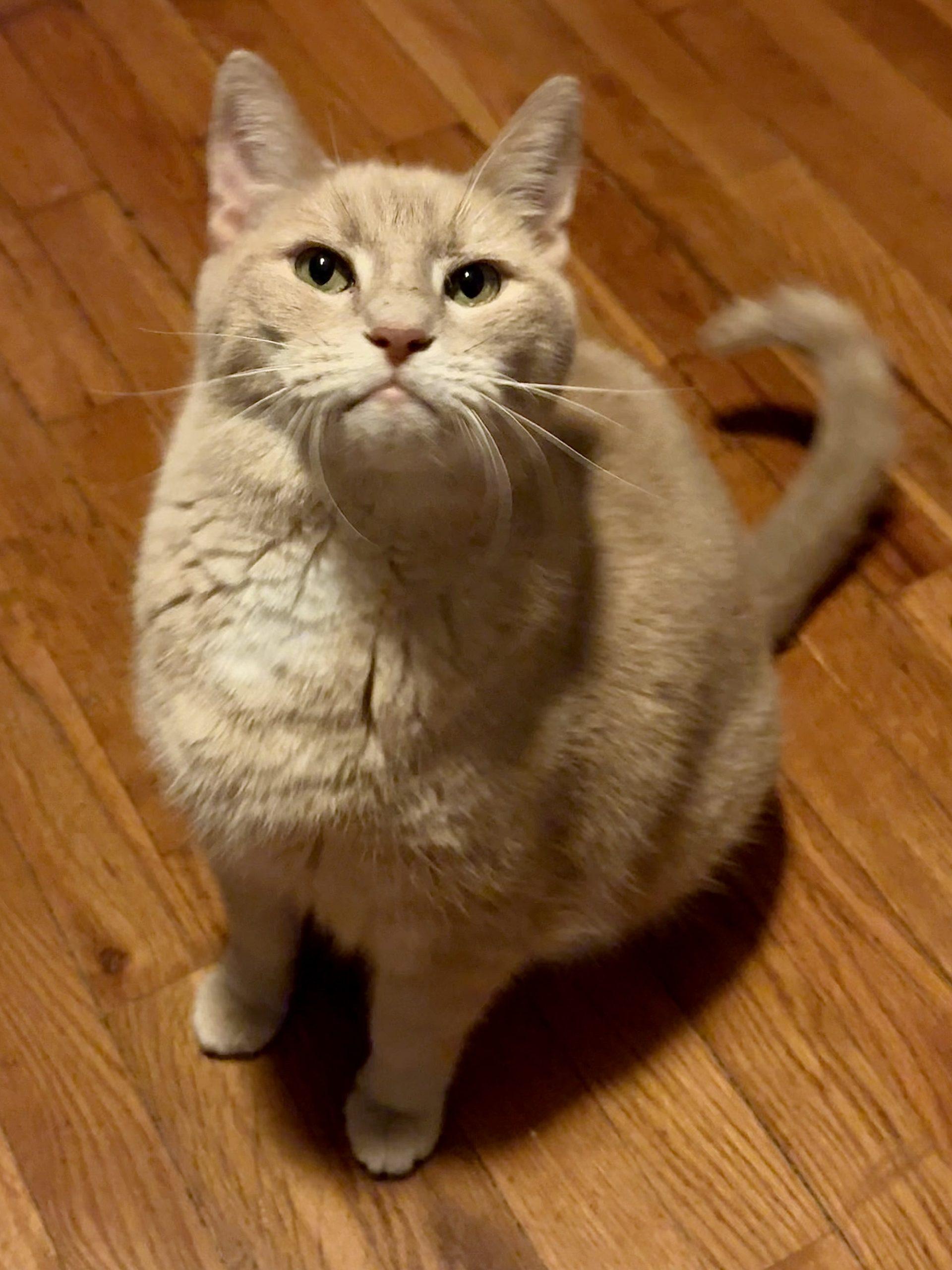 Jerry, Adoptable, Adult Male Domestic Short Hair.