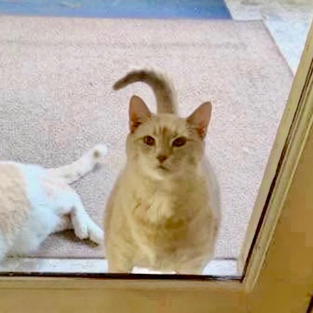 Enlarge Jerry, a Adoptable Domestic Short Hair in Georgetown, KY image 1/2