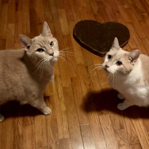 Enlarge Jerry, a Adoptable Domestic Short Hair in Georgetown, KY image 2/3