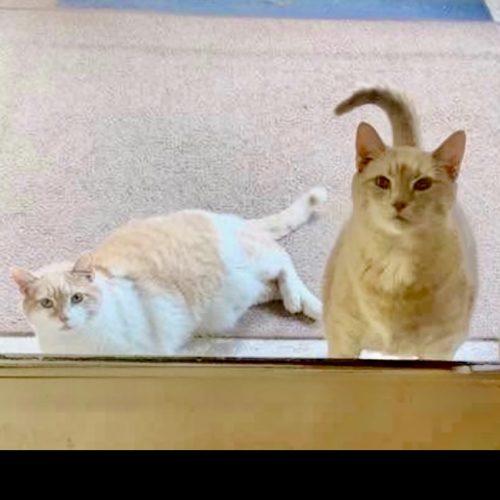 Enlarge Jerry, a Adoptable Domestic Short Hair in Georgetown, KY image 2/2