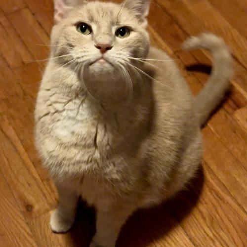 Enlarge Jerry, a Adoptable Domestic Short Hair in Georgetown, KY image 3/3