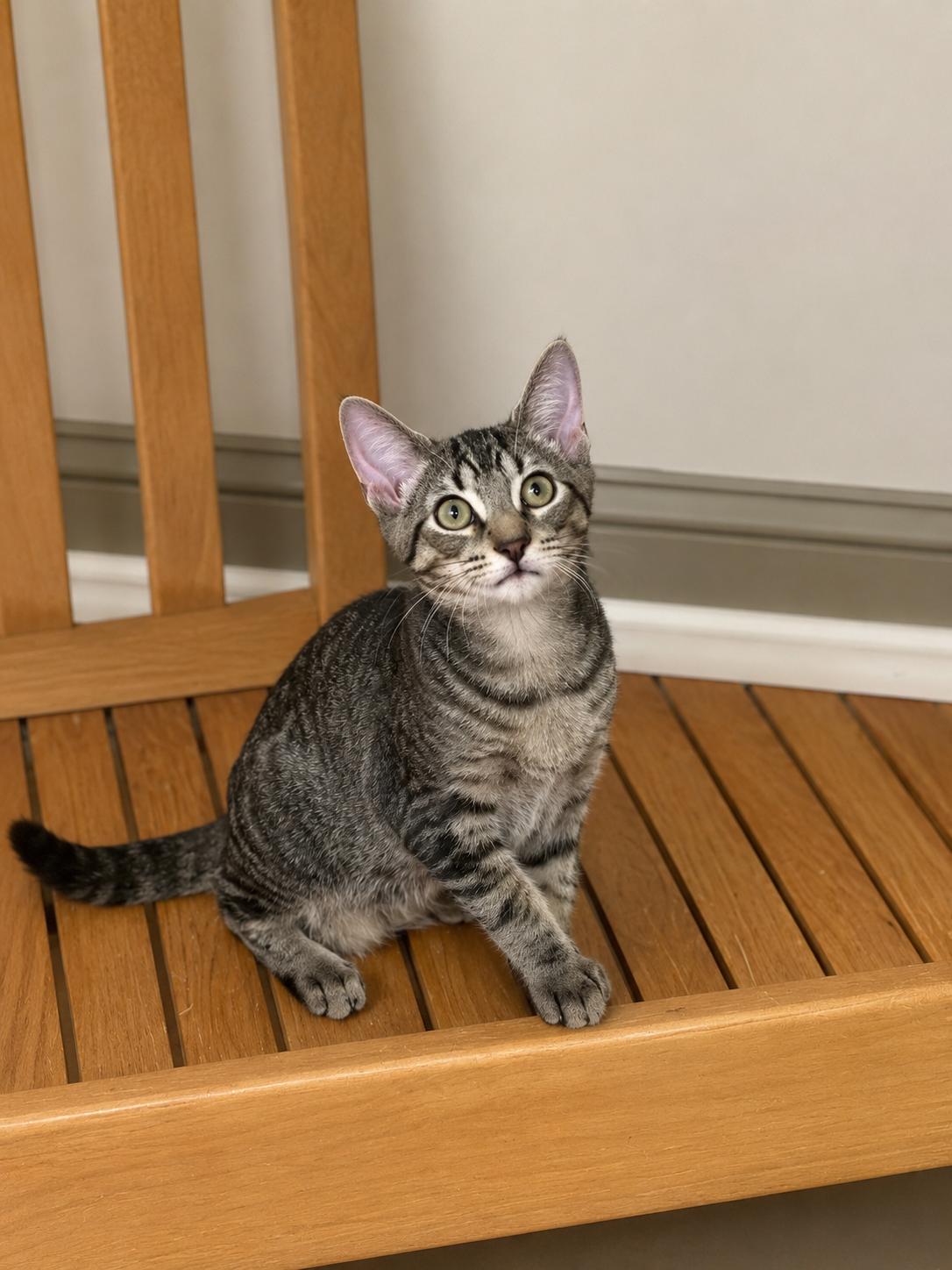 Enlarge Everett, a Adoptable Domestic Short Hair in Newtown Square, PA image 2/2