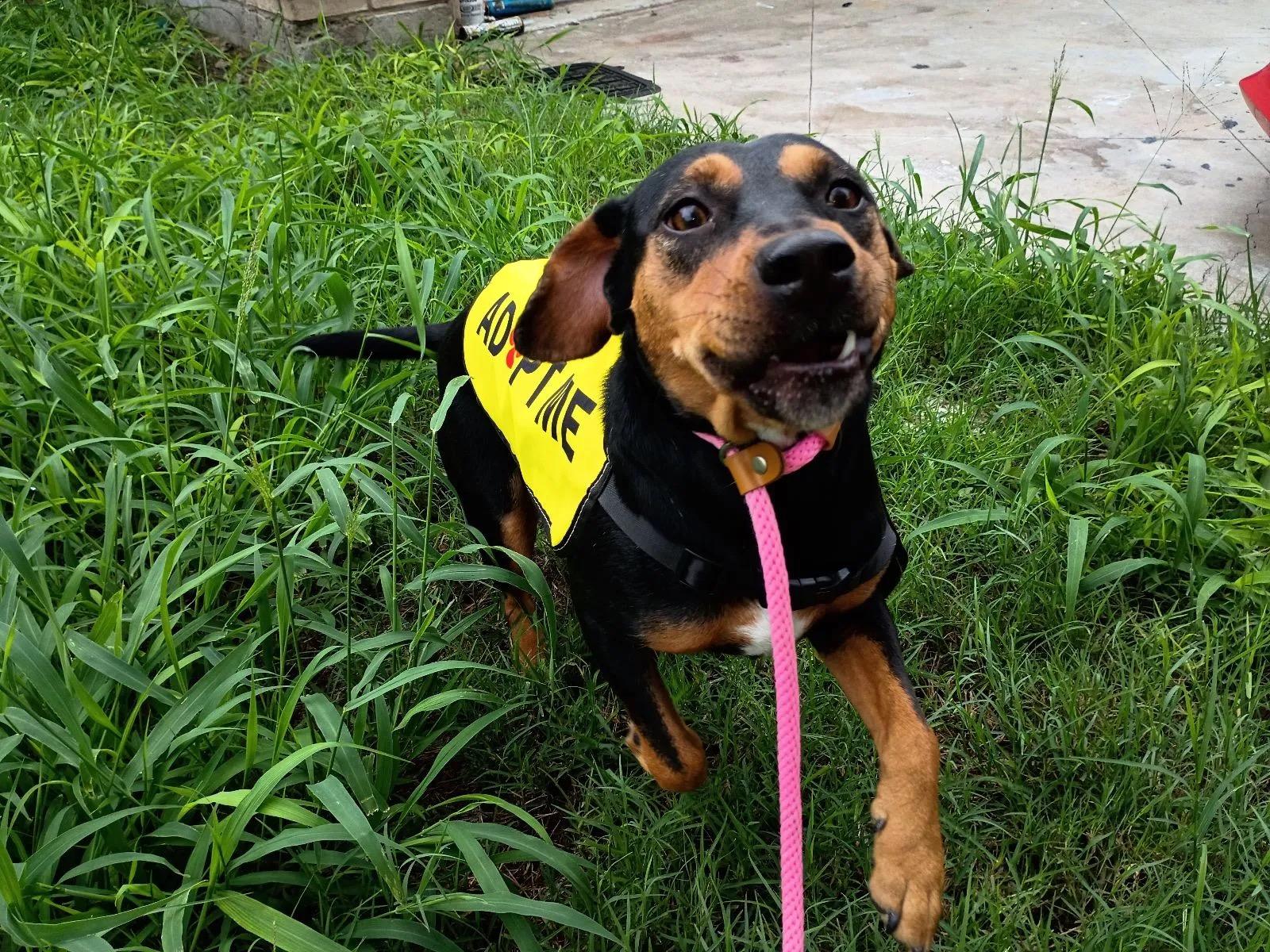 Enlarge Taylor, a Adoptable mixed breed in Falls Church, VA image 3/4
