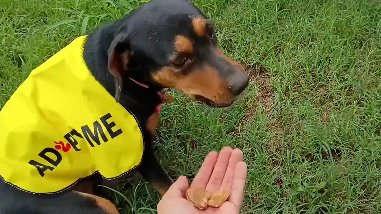 Enlarge Taylor, a Adoptable mixed breed in Falls Church, VA video 4/4