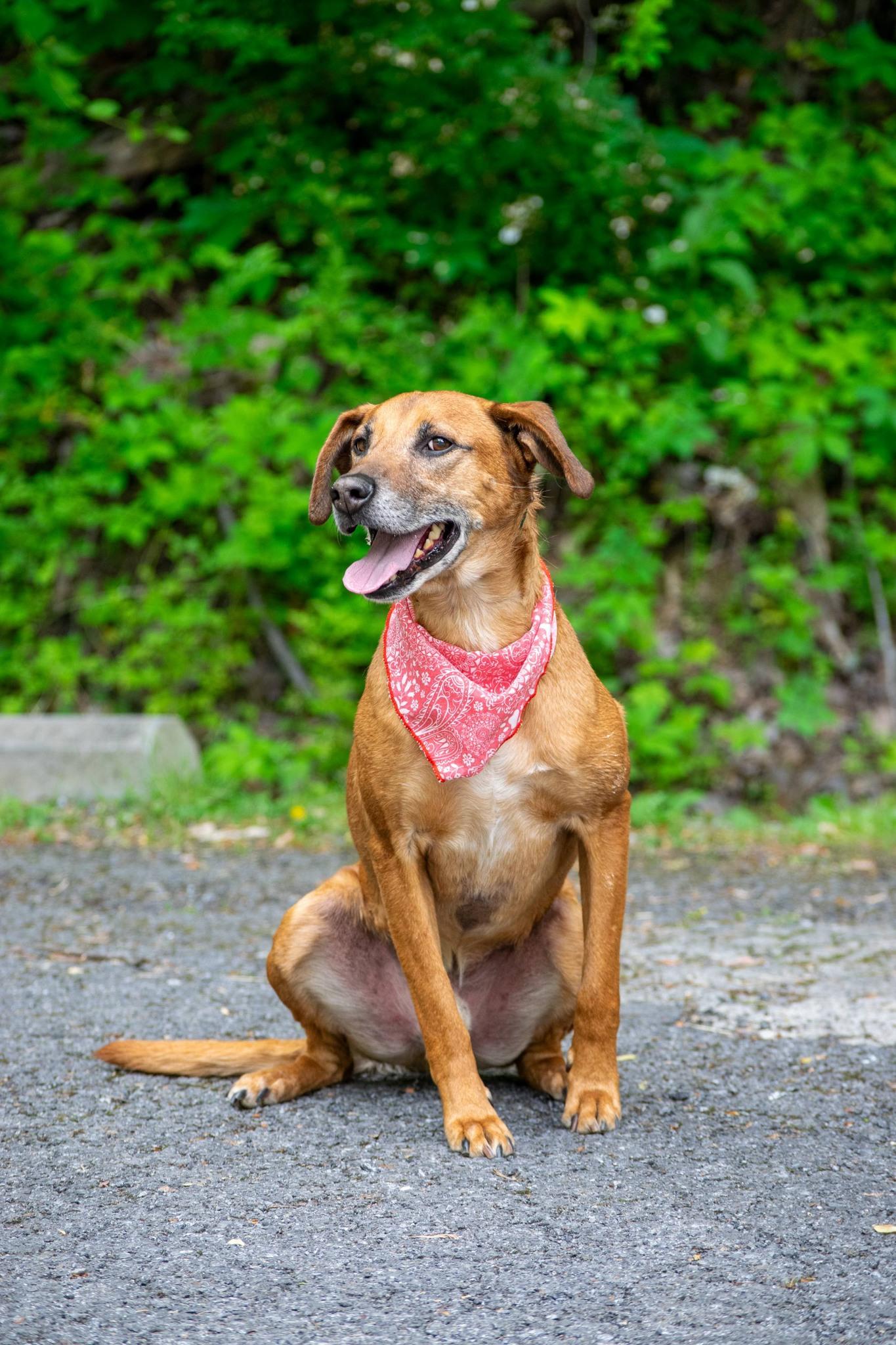 Ole Red, a ADOPTABLE mixed breed in Sevierville, TN image 3/3
