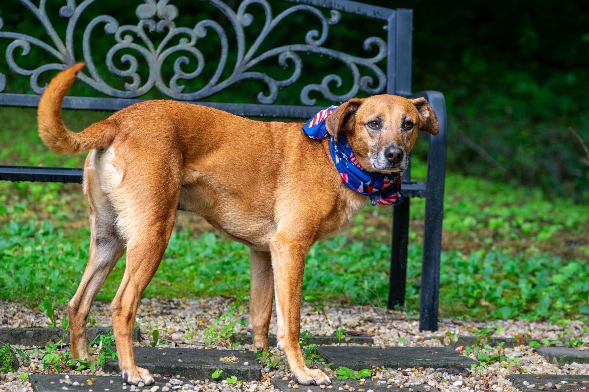 Enlarge Ole Red, an adoptable mixed breed in Sevierville, TN image 4/4