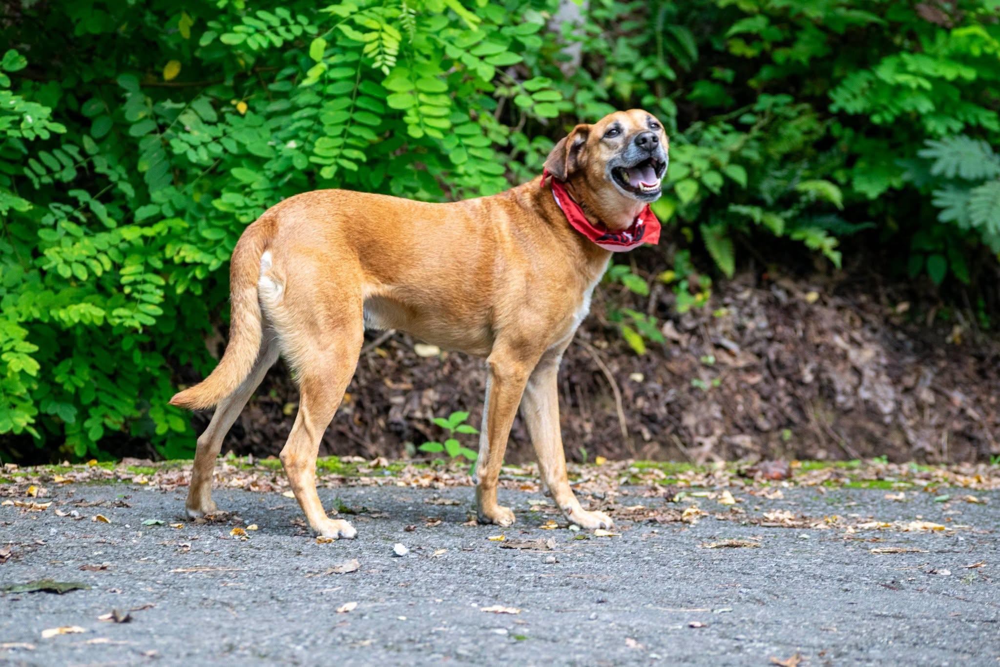 Enlarge Ole Red, a Adoptable mixed breed in Sevierville, TN image 2/4