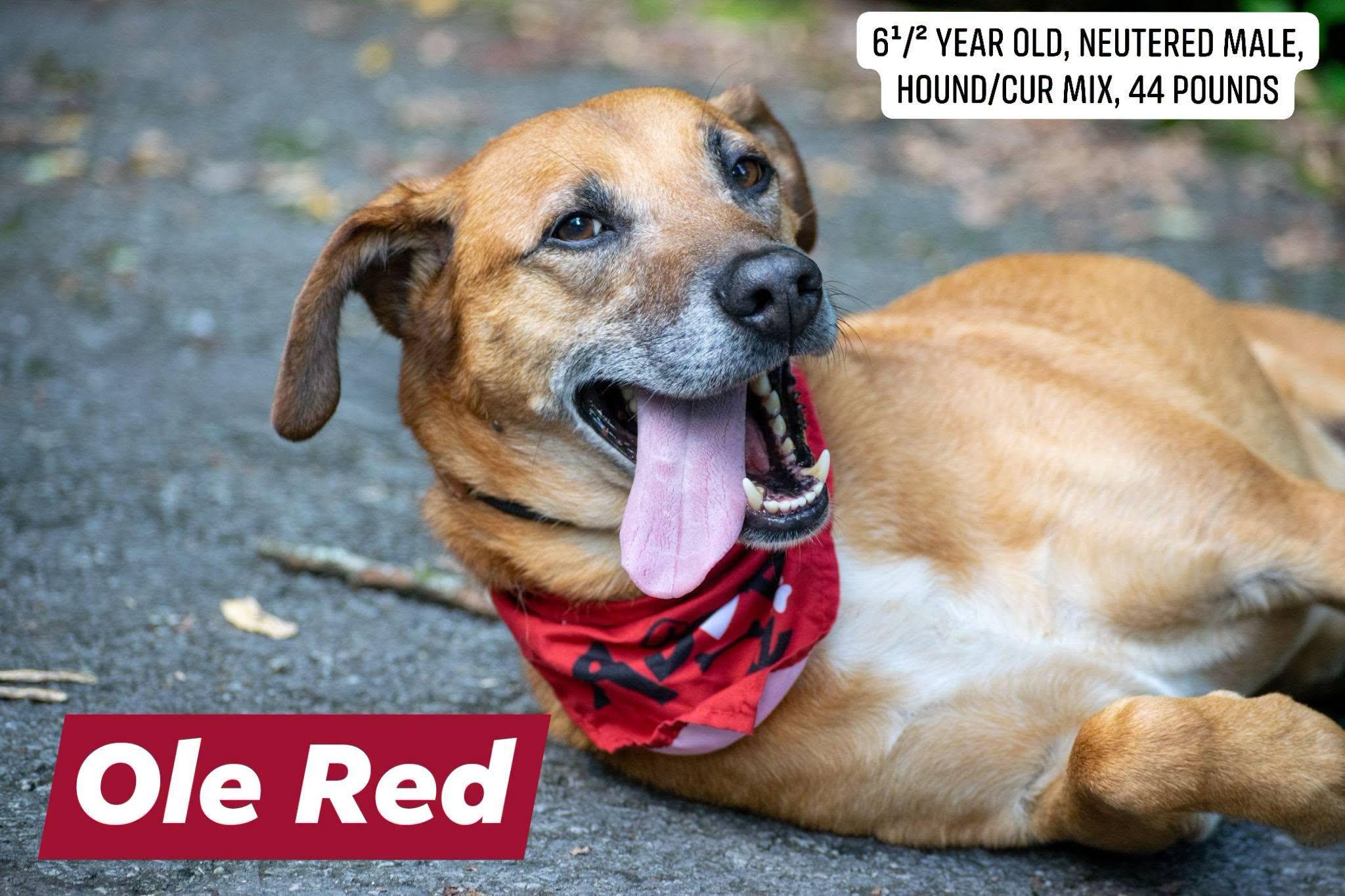 Enlarge Ole Red, a Adoptable mixed breed in Sevierville, TN image 1/4