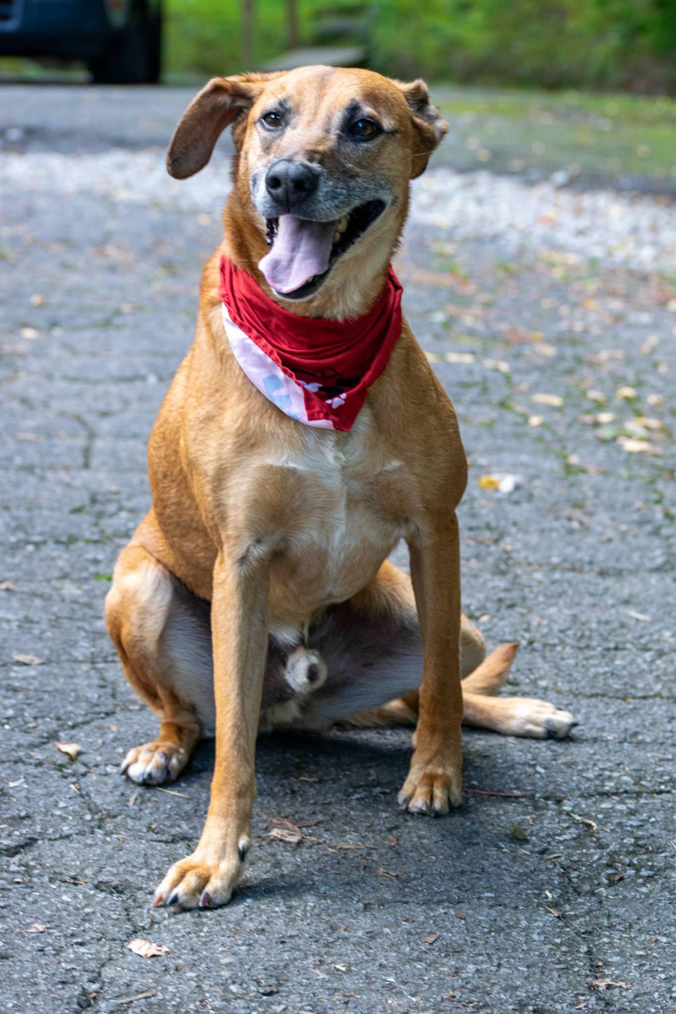 Enlarge Ole Red, a Adoptable mixed breed in Sevierville, TN image 3/4