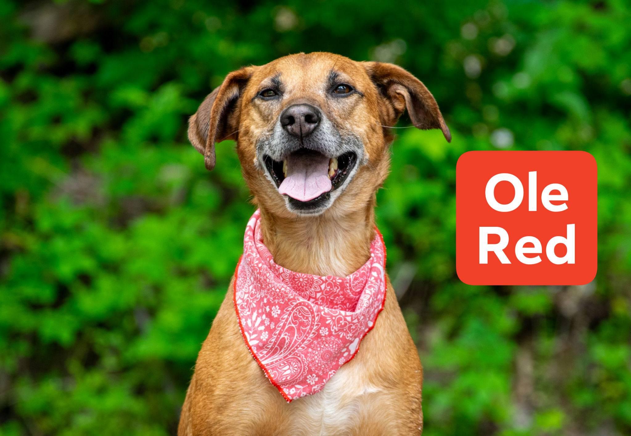 Ole Red, a ADOPTABLE mixed breed in Sevierville, TN image 1/3