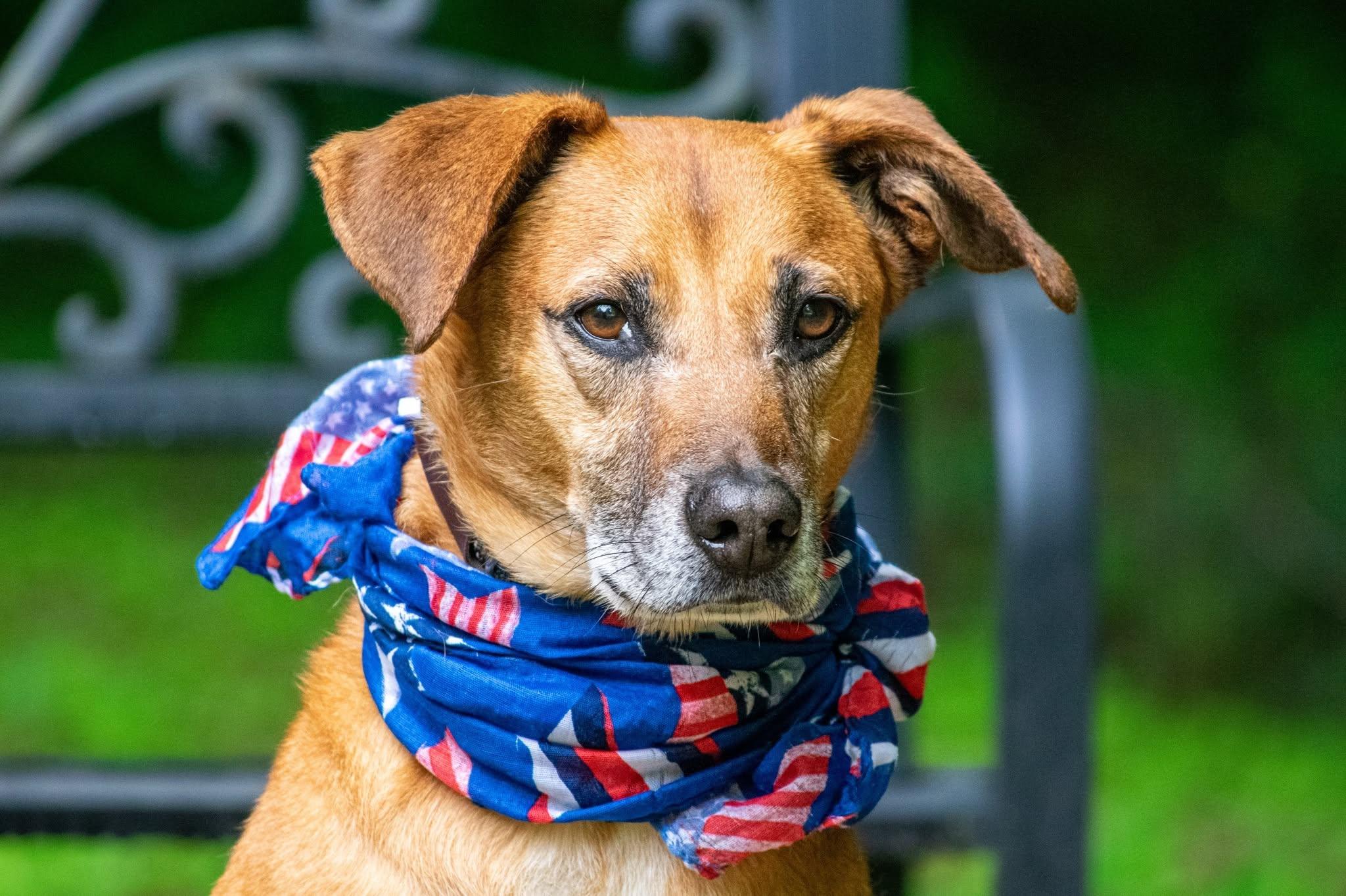 Enlarge Ole Red, an adoptable mixed breed in Sevierville, TN image 2/4