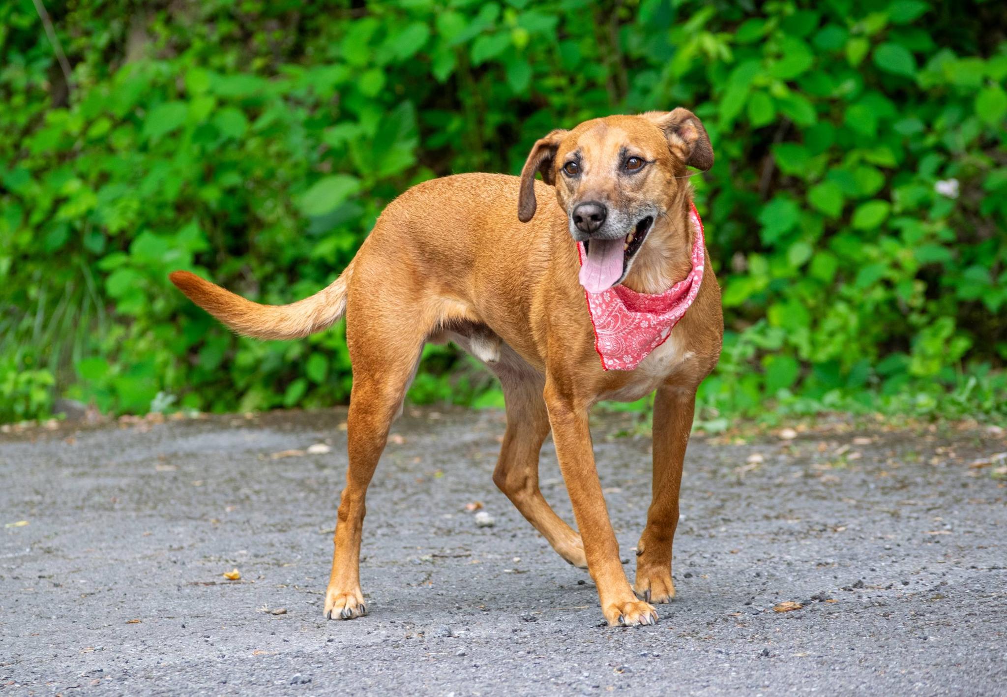 Ole Red, a ADOPTABLE mixed breed in Sevierville, TN image 2/3
