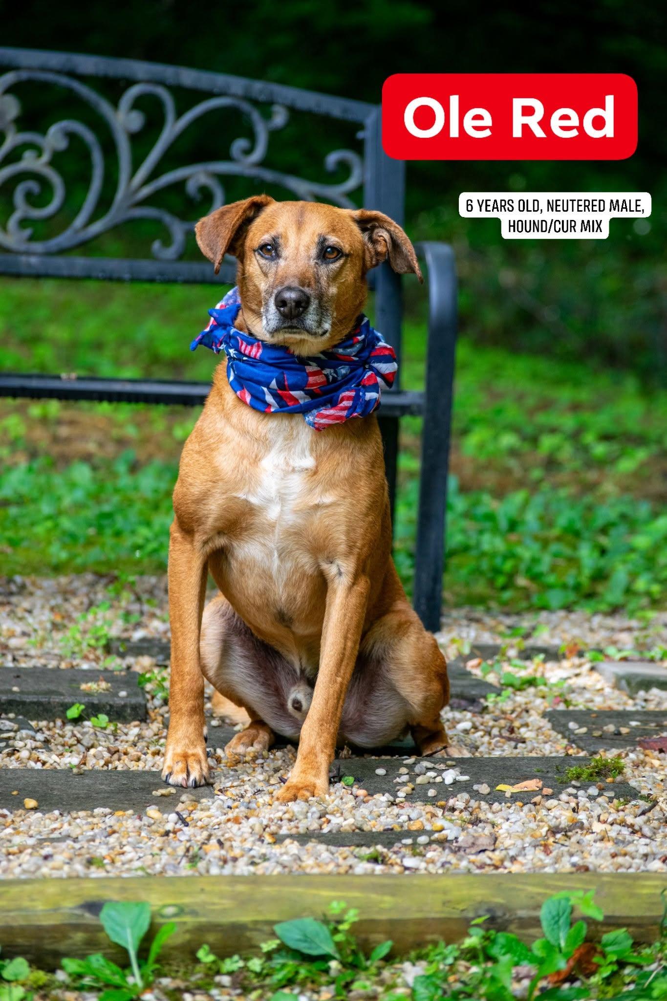 Enlarge Ole Red, an adoptable mixed breed in Sevierville, TN image 1/4