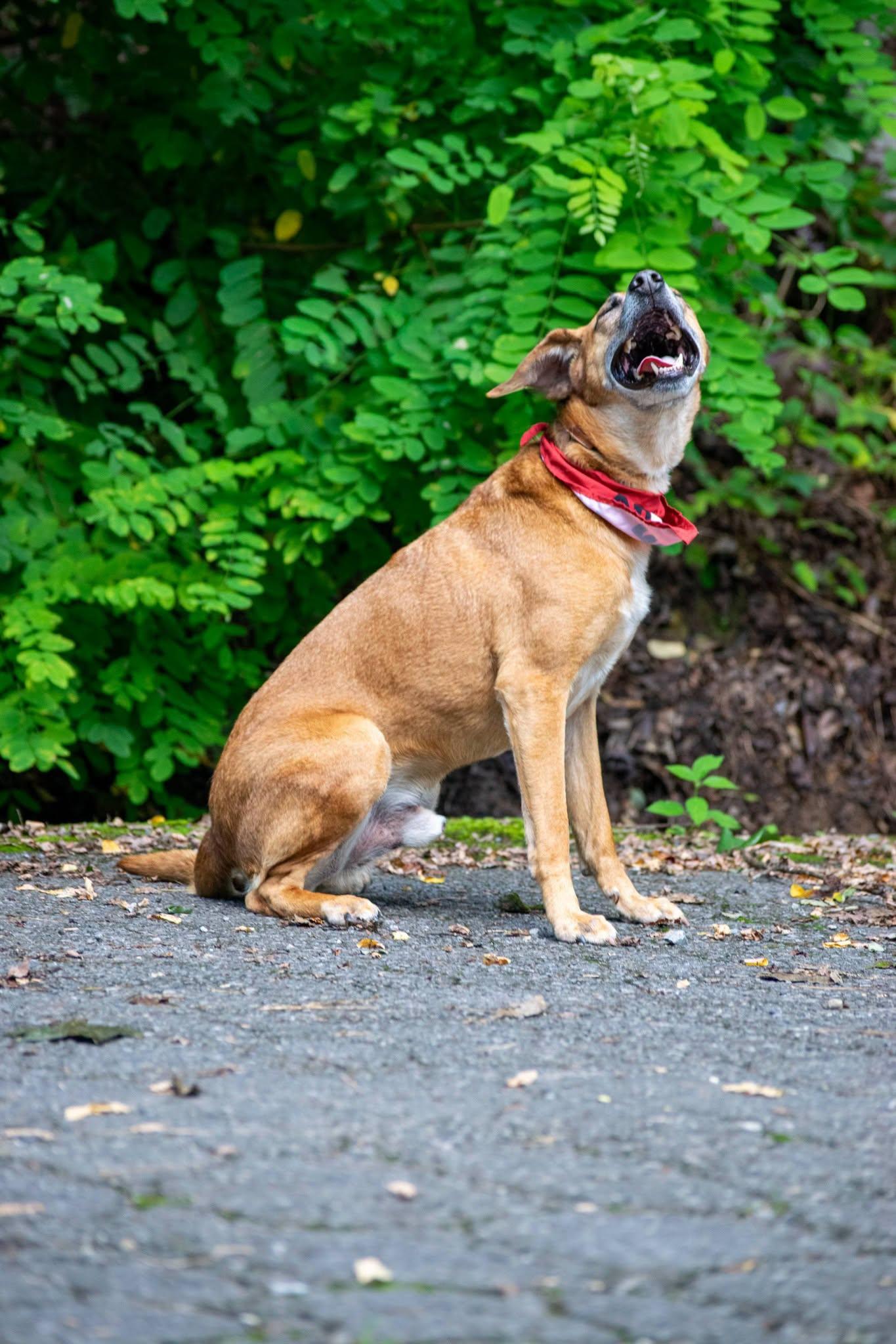 Enlarge Ole Red, a Adoptable mixed breed in Sevierville, TN image 4/4